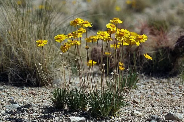 Angelita Daisy (Tetraneuris acaulis (formerly Hymenoxys acaulis))