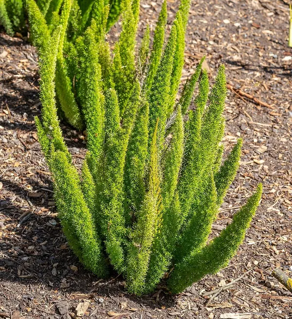 Asparagus Fern (Asparagus densiflorus)