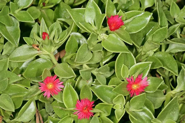 Baby Sun Rose (Aptenia cordifolia)