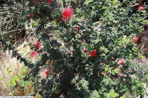 Baja Fairy Duster (Calliandra californica)