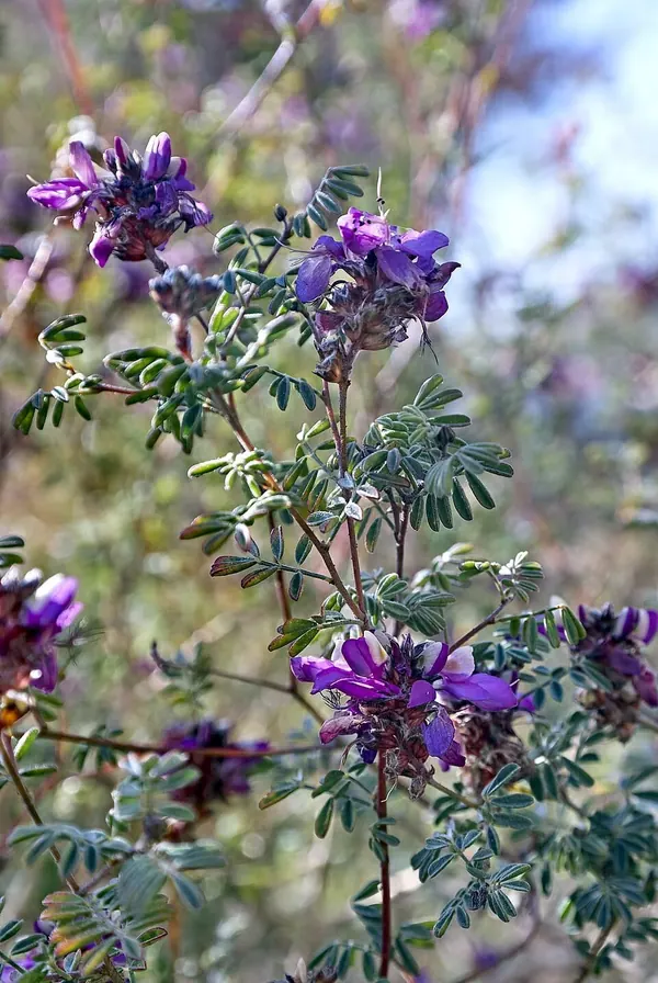 Black Dalea (Dalea frutescens)
