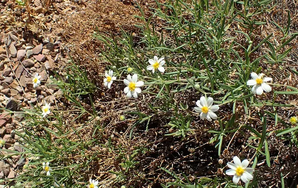 Blackfoot Daisy (Melampodium leucanthum)