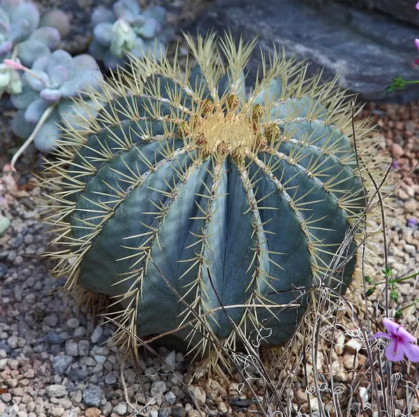 Blue Barrel Cactus (Ferocactus glaucescens)