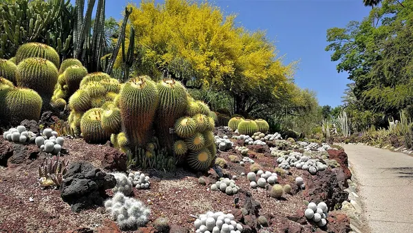 Blue Palo Verde Tree (Parkinsonia florida)