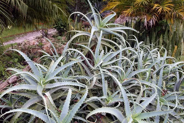 Candelabra Aloe, Torch Aloe (Aloe arborescens)