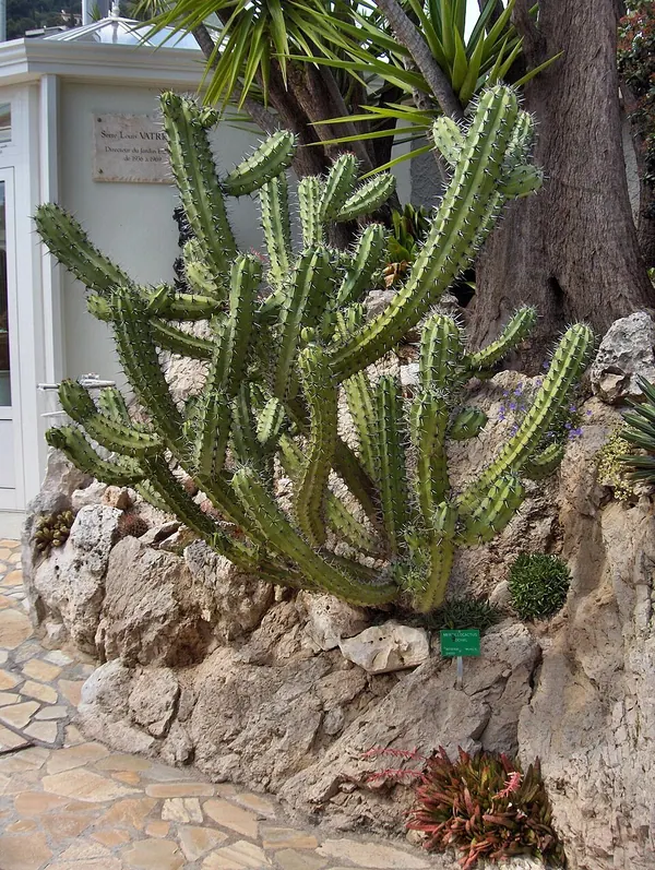 Candelabra Cactus (Myrtillocactus cochal)