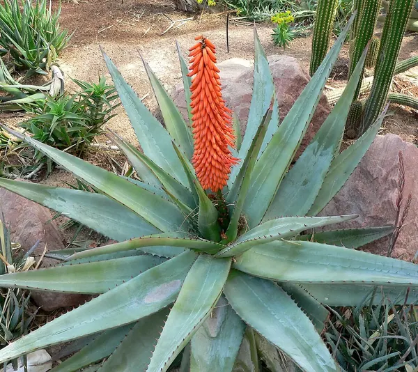 Cape Aloe (Aloe ferox)