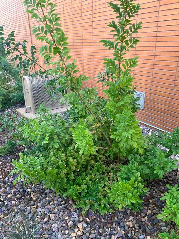 Cape Honeysuckle (Tecoma capensis)