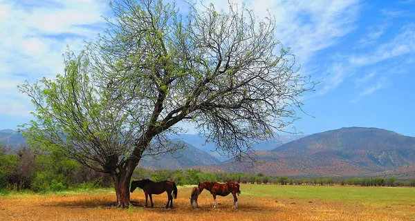Chilean Mesquite (Prosopis chilensis)