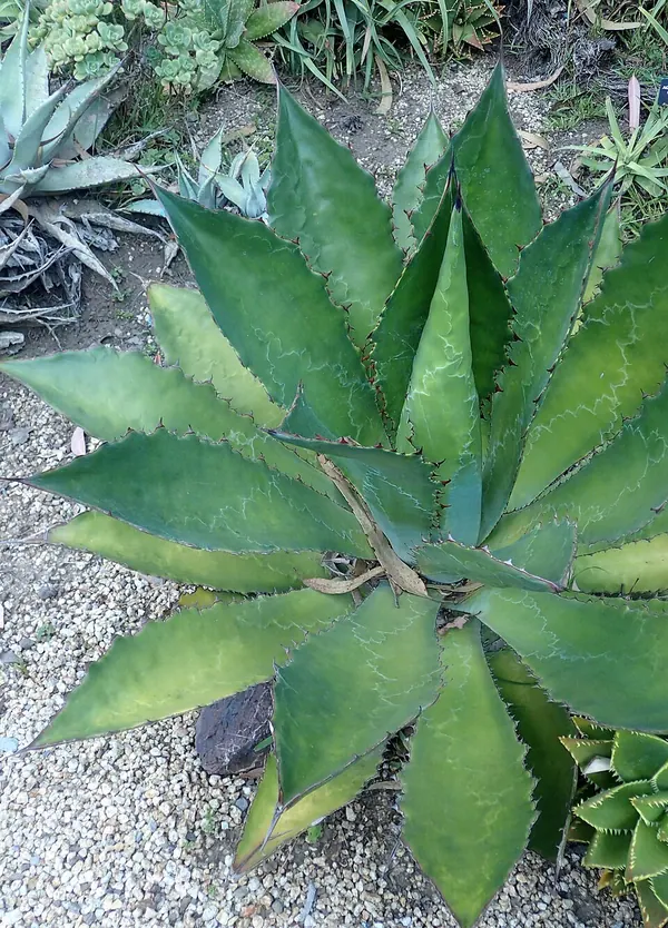 Cow Horn Agave (Agave bovicornuta)