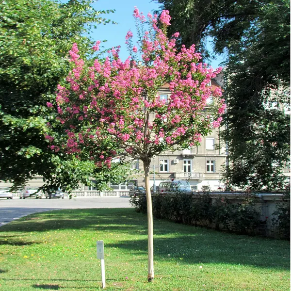 Crape Myrtle (Lagerstroemia indica)