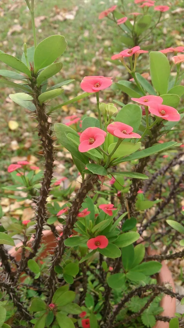 Crown of Thorns (Euphorbia milii)