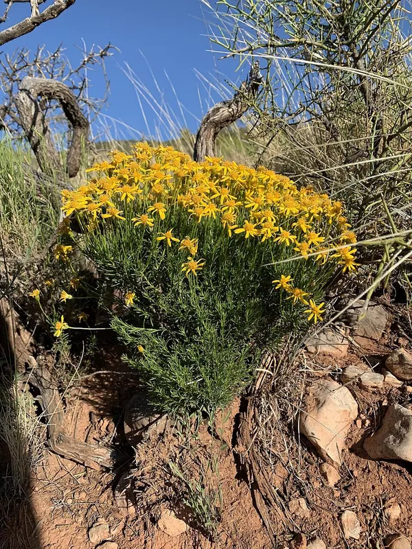 Damianita (Chrysactinia mexicana)
