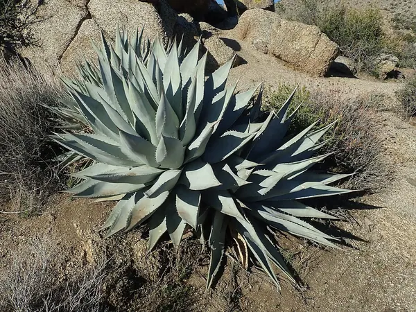 Desert Agave (Agave deserti)