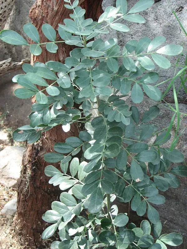 Desert Ironwood (Olneya tesota)