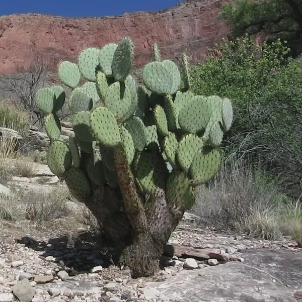 Englemann's Prickly Pear (Opuntia englemannii)