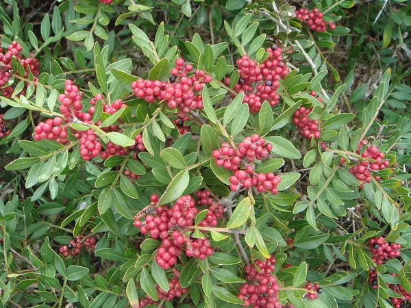 Evergreen Pistache (Pistacia lentiscus)