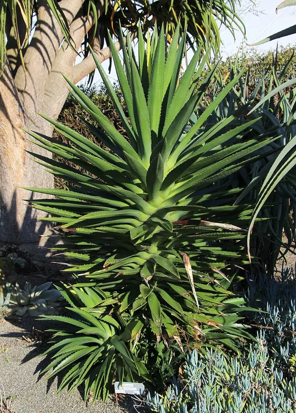 False Sisal (Agave decipiens)