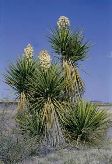 Faxon Yucca (Yucca faxoniana)