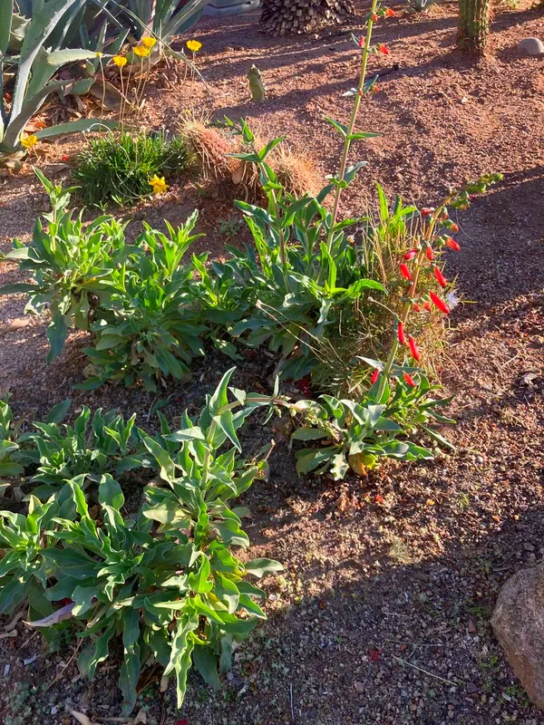 Firecracker Penstemon (Penstemon eatoni)