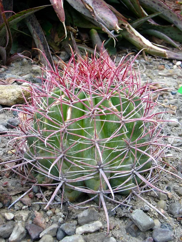 Fishhook Barrel Cactus (Ferocactus wislizenii)