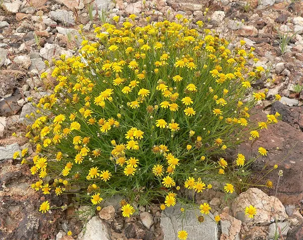 Five-needle Dogweed or Golden Dyssodia (Thymophylla pentachaeta)