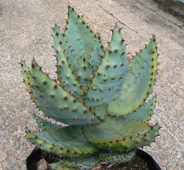 Flat-flowered Aloe (Aloe marlothii)