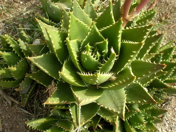 Gold Tooth Aloe (Aloe x nobilis)