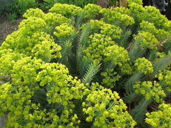 Gopher Spurge, Silver Spurge (Euphorbia rigida)
