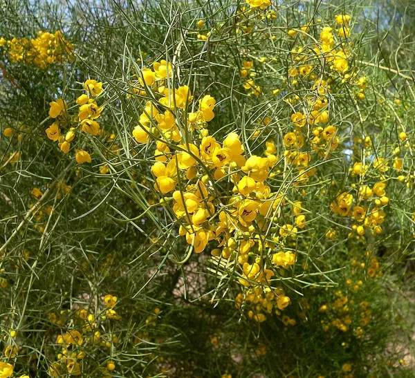 Green Feathery Cassia (Cassia nemophila (Senna artemisioides filifolia))