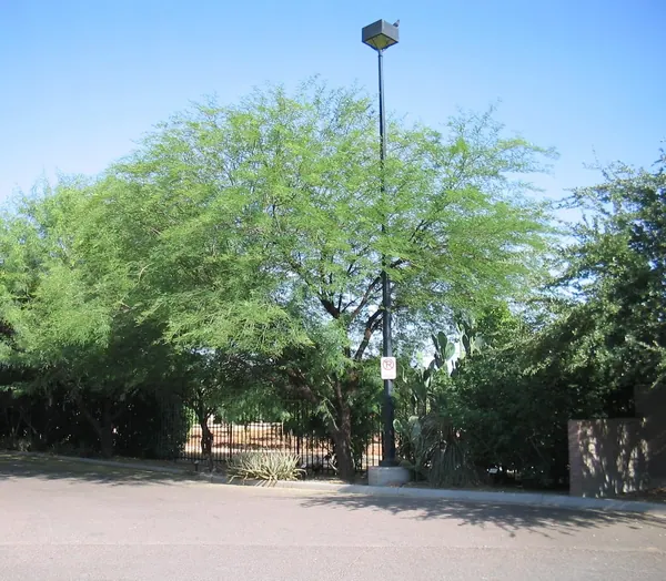 Guajillo Acacia (Acacia berlandieri)