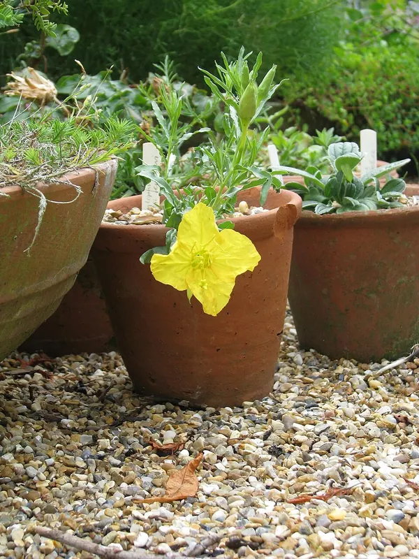Hartweg Evening Primrose (Calylophus hartwegii subsp. fendleri)