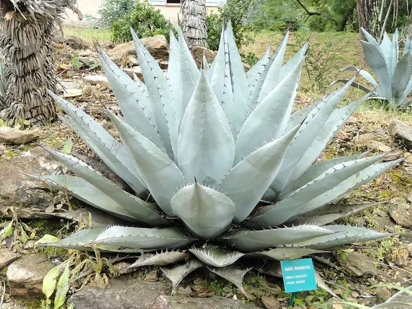 Harvard's Century Plant (Agave havardiana)
