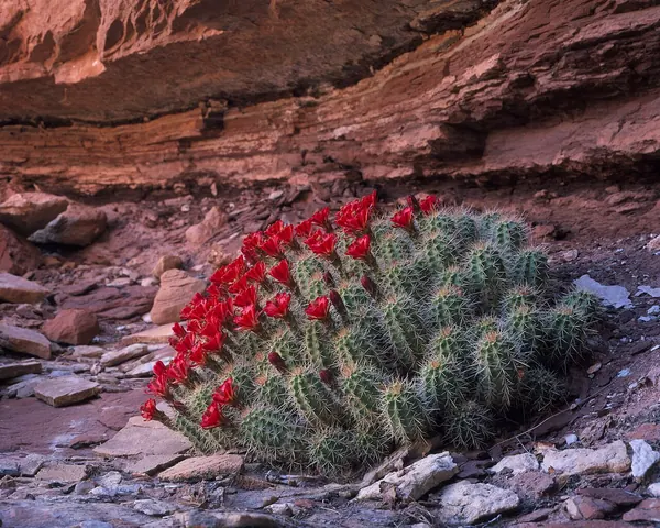 Hedgehog/ Claret Cup (Echinocereus / Echinocereus triglochidiatus)