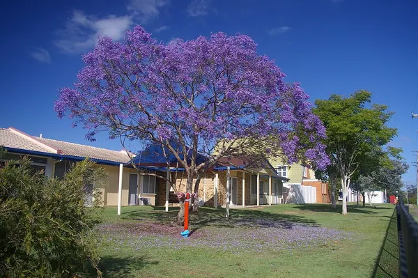 Jacaranda (Jacaranda mimosifolia)