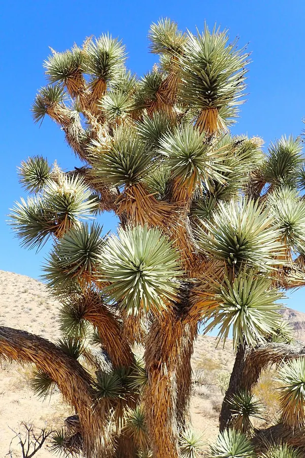 Joshua Tree (Yucca brevifolia)