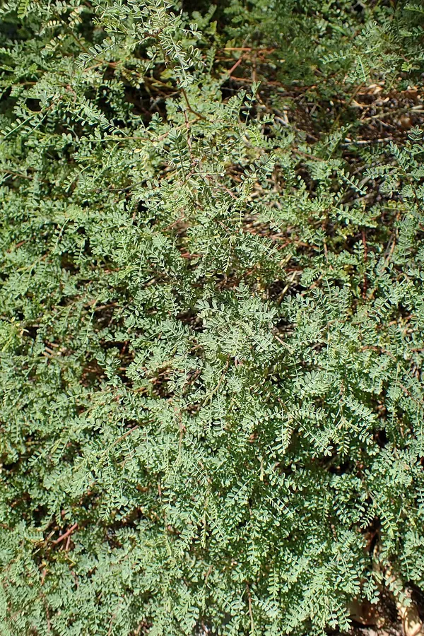 Lemon Dalea (Dalea capitata)