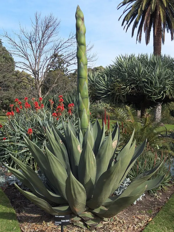 Maguey de Pulque(Also Known as Green Giant Agave or Salmiana Agave) (Agave salmiana)