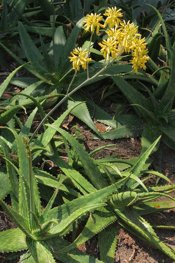 Medicinal Aloe (Aloe vera; Aloe barbadensis miller)