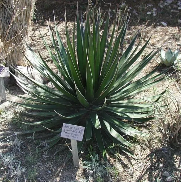 Mescal Pelon (Agave zebra)