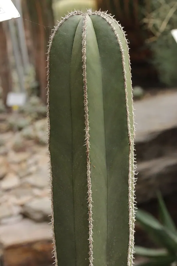 Mexican Fencepost (Pachycereus marginatus)