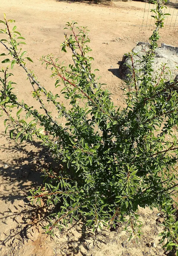 Mexican Tree Ocotillo (Fouquieria macdougalii)