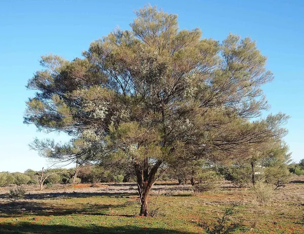 Mulga (Acacia aneura)