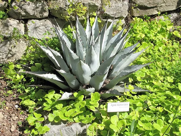 New Mexico Century Plant (Agave neomexicana)