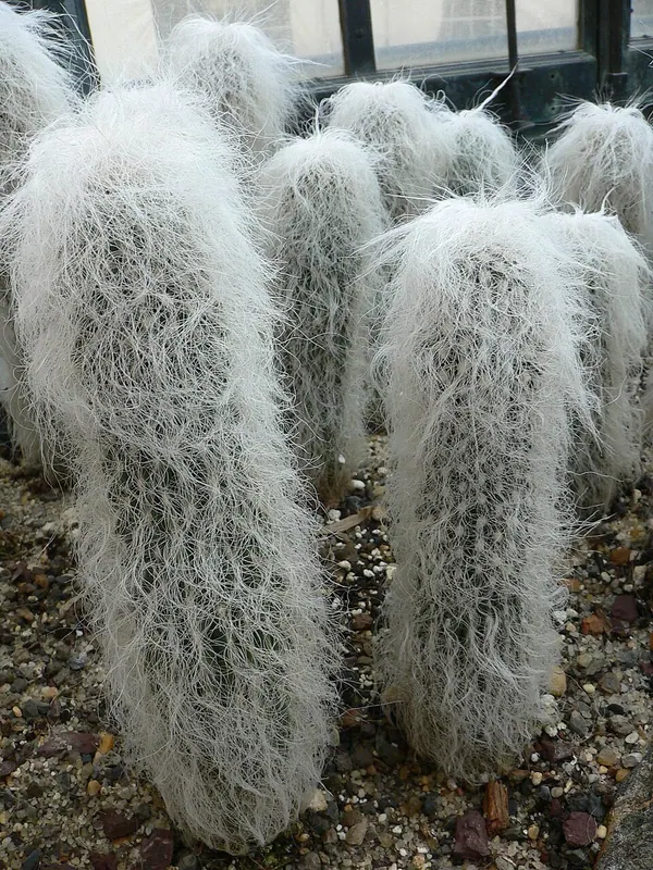 Old Man Cactus (Cephalocereus senilis)