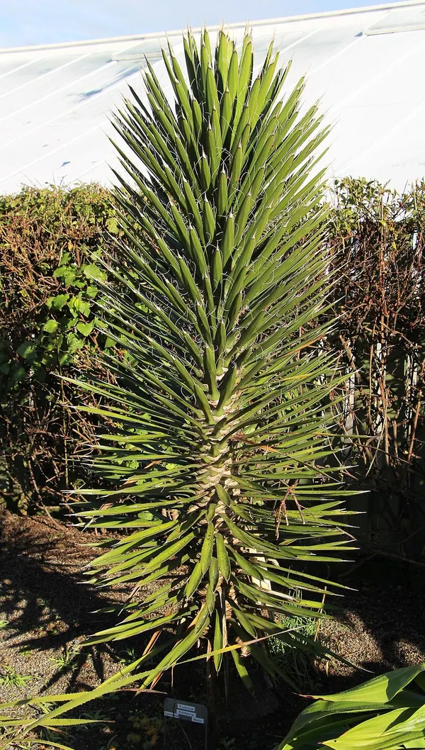 Palma China, St. Peter's Palm (Yucca filifera)