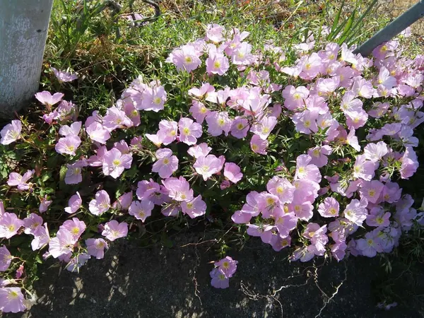 Pink Evening Primrose (Oenothera speciosa)