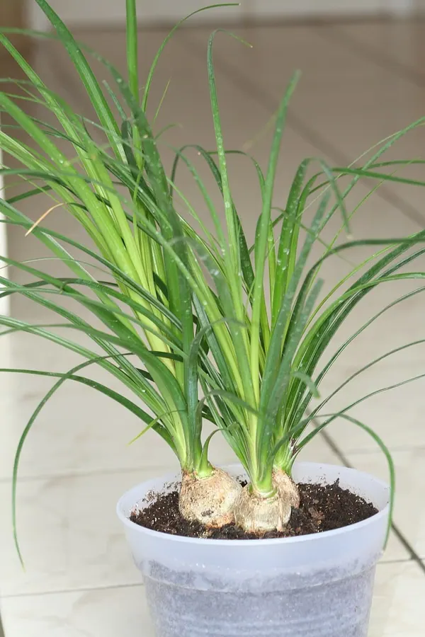 Ponytail Palm (Beaucarnea recurvata)