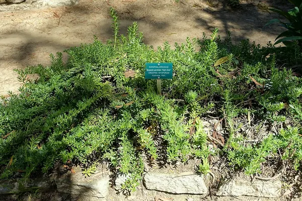 Prostrate Myoporum (Myoporum parvifolium)