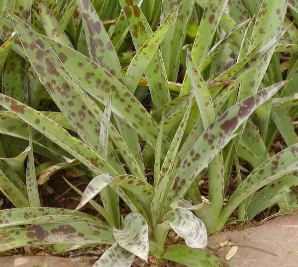 Rattlesnake Agave (Manfreda maculosa)